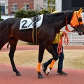 川崎9R ラブルパイル