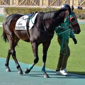 東京8R マイネルダグラス
