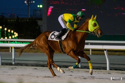 船橋6R コスモタラゴン 返し馬