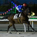 船橋6R ミスゴールド 返し馬