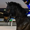 船橋6R ミスゴールド 本馬場入場