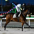 船橋6R プレストガウディー 返し馬