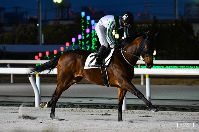 船橋6R プレストガウディー 返し馬