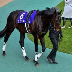 2024-02-18東京競馬場 フェブラリーS