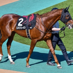 2024-05-11東京競馬場 京王杯SC