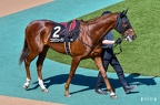 2024-05-11東京競馬場 京王杯SC